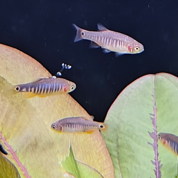 Microrasbora erythromicron