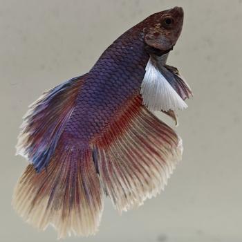 betta splendens man