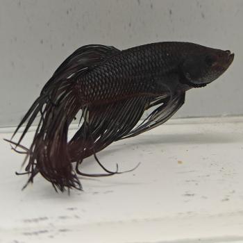 betta splendens man