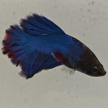betta splendens man