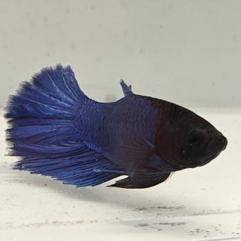 betta splendens man