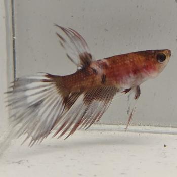 betta splendens man