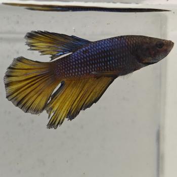 betta splendens man