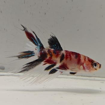 betta splendens man