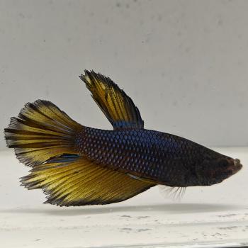 betta splendens man