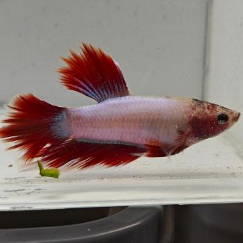 betta splendens man