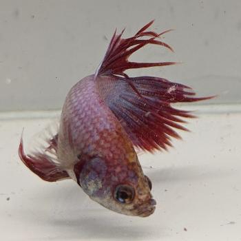 betta splendens man