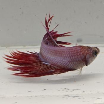 betta splendens man