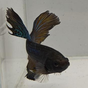 betta splendens man