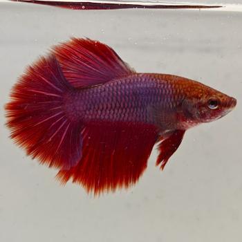 betta splendens man