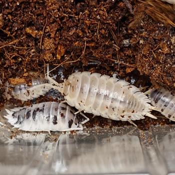 Porcellio laevis