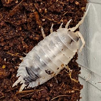Porcellio laevis