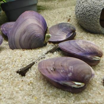 Corbicula javanicus (purple)