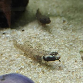Rhinogobius duospilus