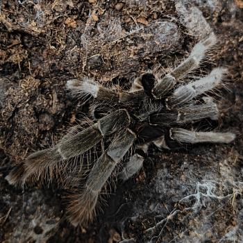 Hysterocrates gigas 