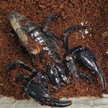 Heterometrus spinifer