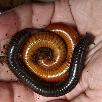 Thyropygus sp.
