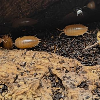 Porcellio laevis