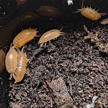 Porcellio laevis