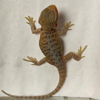 pogona viticeps