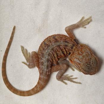 pogona viticeps