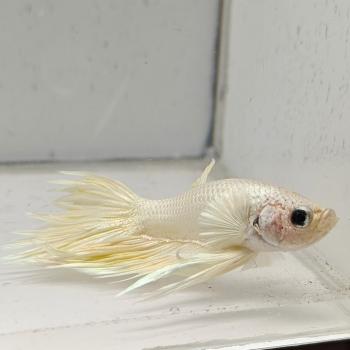 betta splendens man