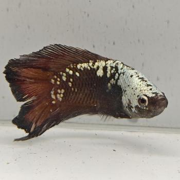 betta splendens man