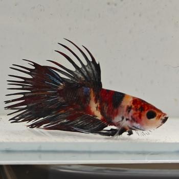 betta splendens man