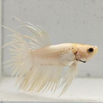 betta splendens man