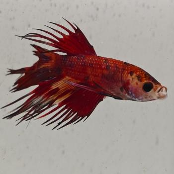 betta splendens man
