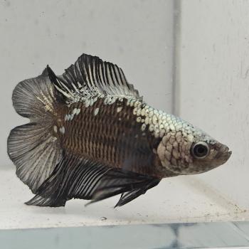 betta splendens man