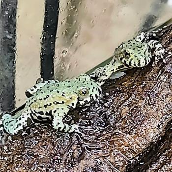 Bombina orientalis