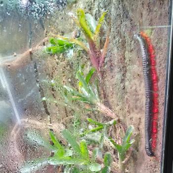 Goliath Red Leg Millipedes