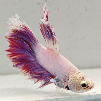 betta splendens man