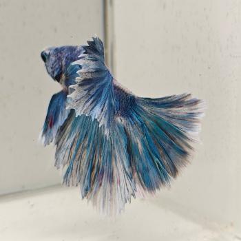 betta splendens man