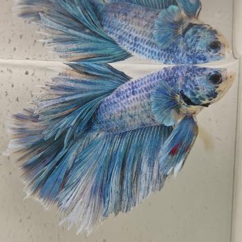 betta splendens man