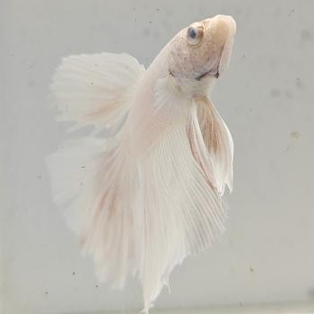 betta splendens man
