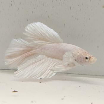 betta splendens man