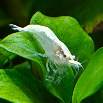 Neocaridina palmata 
