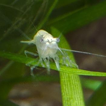 Neocaridina palmata 