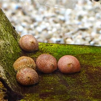 clithon species pink
