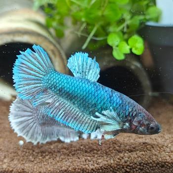 betta splendens (vrouw) dumbo ear
