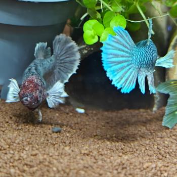 betta splendens (vrouw) dumbo ear