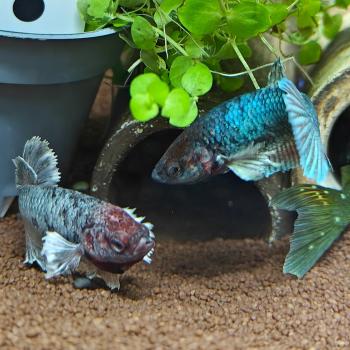 betta splendens (vrouw) dumbo ear