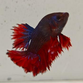 betta splendens man