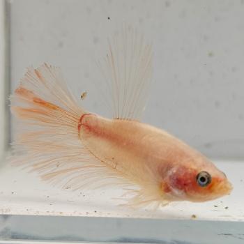 betta splendens man