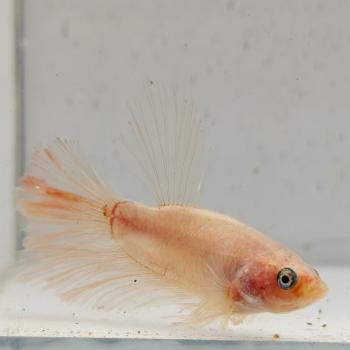 betta splendens man