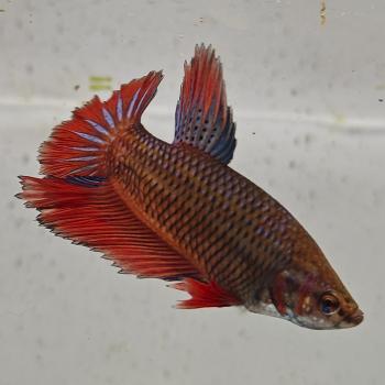 betta splendens man