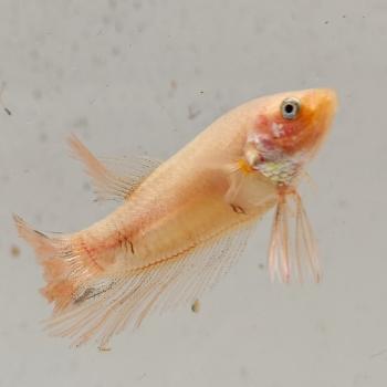 betta splendens man
