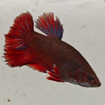 betta splendens man